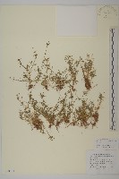 瓜槌草、漆姑草藏品圖，第1張