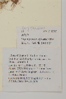 瓜槌草、漆姑草藏品圖，第2張