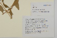 狗筋蔓藏品圖，第2張