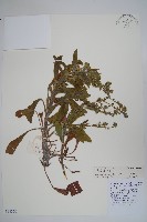 小花倒提壺藏品圖，第1張