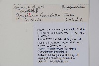 小花倒提壺藏品圖，第2張