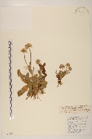 短薴飛蓬藏品圖，第1張