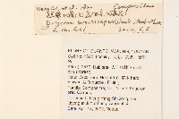 短薴飛蓬藏品圖，第2張