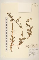 鬼苦苣菜藏品圖，第1張