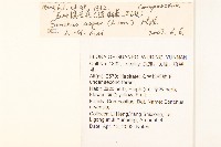 鬼苦苣菜藏品圖，第2張