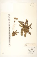 苦苣菜藏品圖，第1張