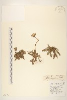 亞洲蒲公英藏品圖，第1張