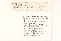 亞洲蒲公英藏品圖，第2張