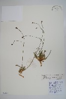 細葉蘭花參藏品圖，第1張