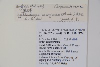 細葉蘭花參藏品圖，第2張