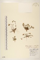 雲南水苦賈藏品圖，第1張