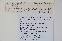 細葉蘭花參藏品圖，第2張