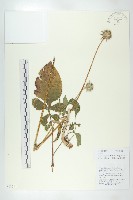 川續斷藏品圖，第1張