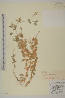 疏花繁縷藏品圖，第1張