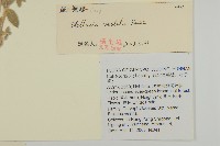 疏花繁縷藏品圖，第2張