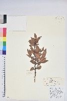 江南越橘藏品圖，第1張