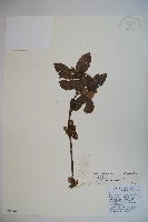 臭莢迷藏品圖，第1張