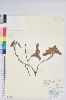 炮仗花杜鵑藏品圖，第1張