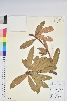 馬纓花藏品圖，第1張