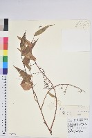 滇白珠藏品圖，第1張