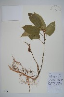 三角咪草藏品圖，第1張