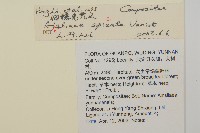 細穗免兒風藏品圖，第2張