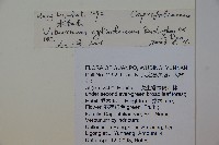 水紅木藏品圖，第2張