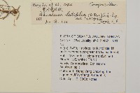 台灣鬼督郵藏品圖，第2張