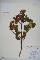 少花莢迷藏品圖，第1張