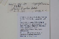 少花莢迷藏品圖，第2張