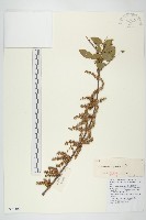 馬桑藏品圖，第1張