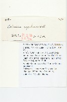 馬桑藏品圖，第2張