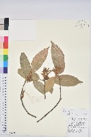 滇石櫟藏品圖，第1張