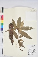 白穗石櫟藏品圖，第1張