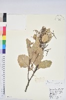 黃毛青岡藏品圖，第1張