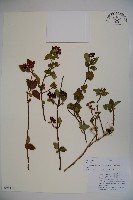 紫藥紅莢迷藏品圖，第1張