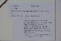 紫藥紅莢迷藏品圖，第2張