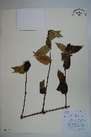 貴州忍冬藏品圖，第1張