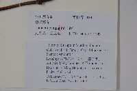 貴州忍冬藏品圖，第2張