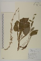 心葉兔兒風藏品圖，第1張