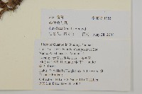 心葉兔兒風藏品圖，第2張