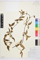 滑葉藤藏品圖，第1張