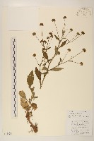 圓舌粘冠草藏品圖，第1張