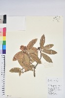 大白杜鵑藏品圖，第1張