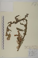 小薊藏品圖，第1張