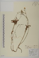 還陽參藏品圖，第1張