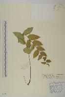 線葉柄果海桐藏品圖，第1張