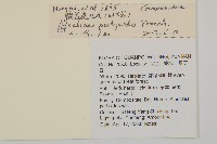 線葉柄果海桐藏品圖，第2張