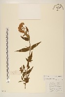 佩蘭、澤蘭藏品圖，第1張