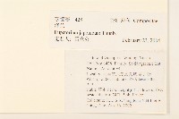 佩蘭、澤蘭藏品圖，第2張